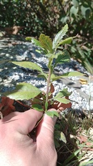 Baccharis prunifolia