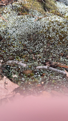 Bryum argenteum