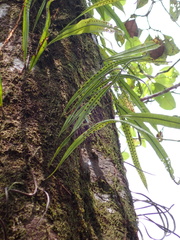 Microgramma percussa