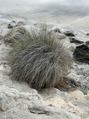 Juncus acutus leopoldii