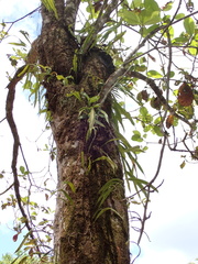 Microgramma percussa