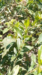 Baccharis prunifolia
