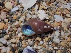 Phasianotrochus eximius