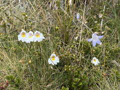 Euphrasia cuneata