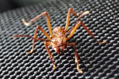 Acromyrmex octospinosus