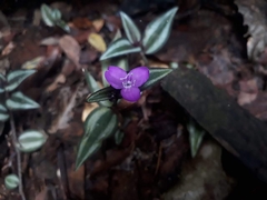 Tradescantia zebrina zebrina