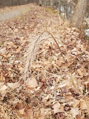 Elymus riparius
