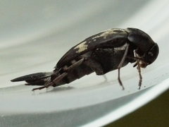 Glipa oculata
