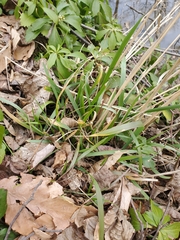 Elymus riparius