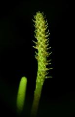 Peperomia serpens
