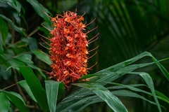 Hedychium coccineum