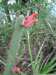 Cleistocactus baumannii