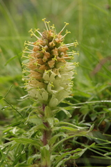 Campanula thyrsoides
