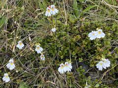 Euphrasia cuneata