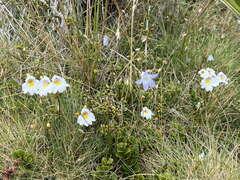 Euphrasia cuneata