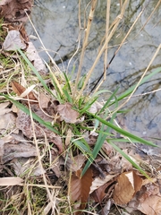 Elymus riparius