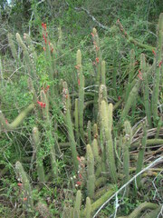 Cleistocactus baumannii