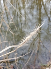 Elymus riparius