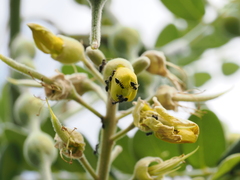 Technomyrmex albipes