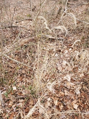 Elymus riparius