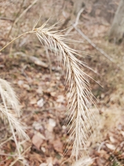 Elymus riparius