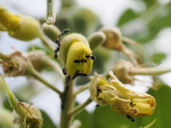 Technomyrmex albipes