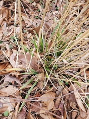 Elymus riparius