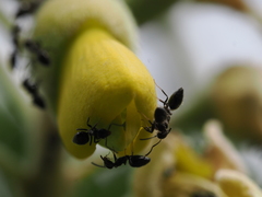 Technomyrmex albipes