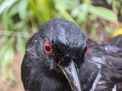 Pyriglena leucoptera