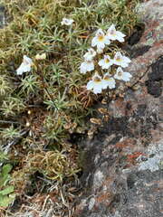 Euphrasia cuneata