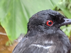 Pyriglena leucoptera