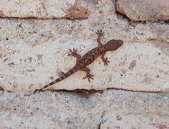 Hemidactylus turcicus
