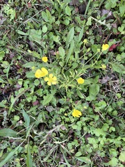 Ranunculus macranthus