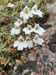 Euphrasia cuneata