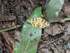 Pantherodes pardalaria