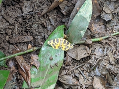 Pantherodes pardalaria