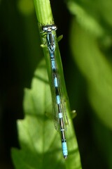Coenagrion johanssoni