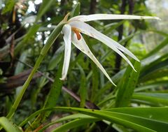 Maxillaria splendens