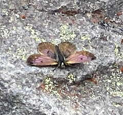 Lycaena boldenarum
