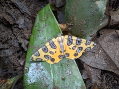 Pantherodes pardalaria