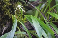 Maxillaria splendens