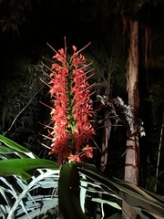 Hedychium coccineum