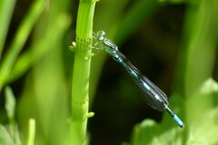 Coenagrion johanssoni