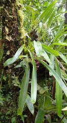 Maxillaria splendens