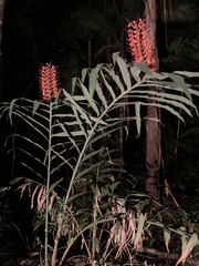 Hedychium coccineum