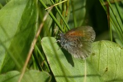 Coenonympha tullia