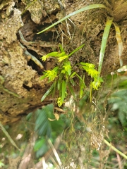 Acianthera sonderiana