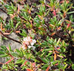Polygonum paronychia
