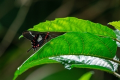 Parides agavus