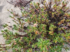 Polygonum paronychia